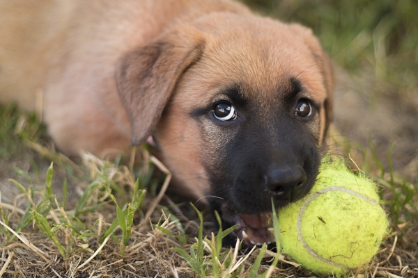 犬のしつけ,犬の噛み癖,犬の噛み癖を直す方法